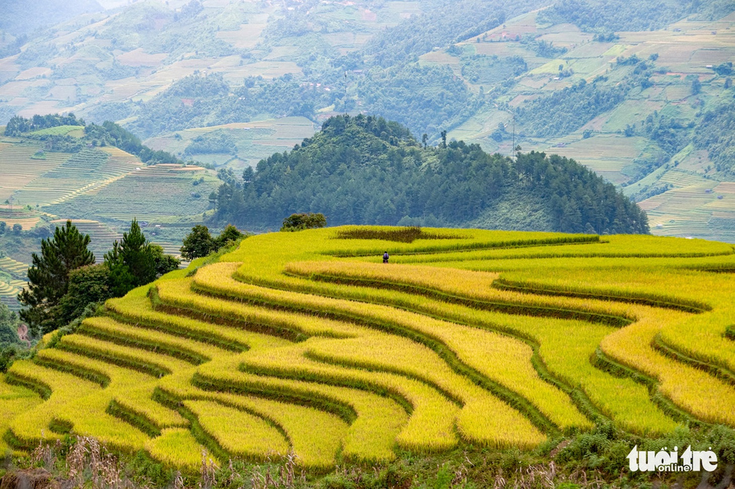 Ruộng bậc thang ở Mù Cang Chải "hút hồn" du khách - Ảnh: NAM TRẦN