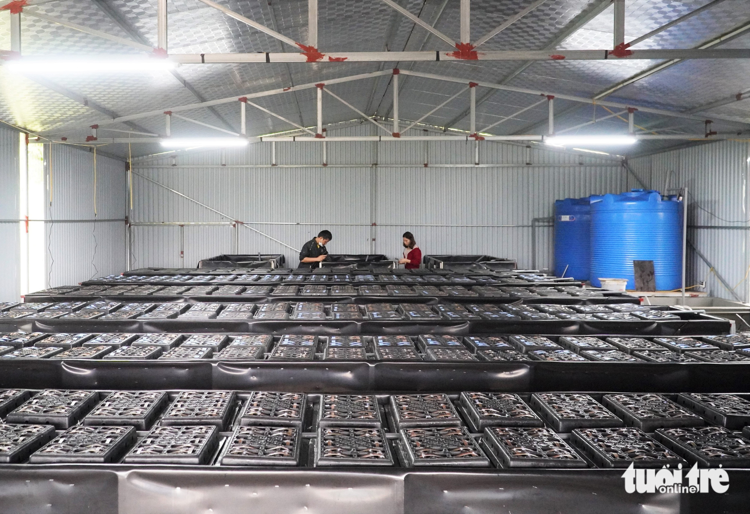 Mô hình nuôi cua trong hộp nhựa độc lạ xuất hiện tại Hà Tĩnh - Ảnh 1.