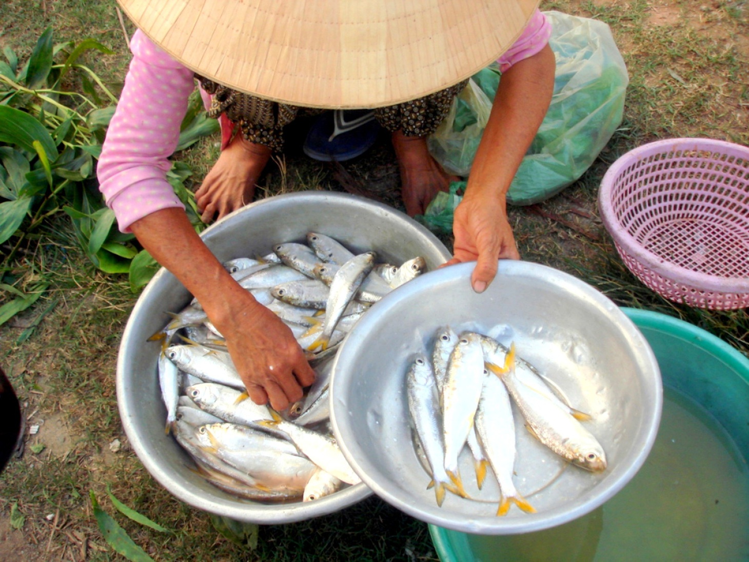 Cá mòi hương vị khỏi chê, chiên giòn nhắm rượu là mê ly liền - Ảnh 7.