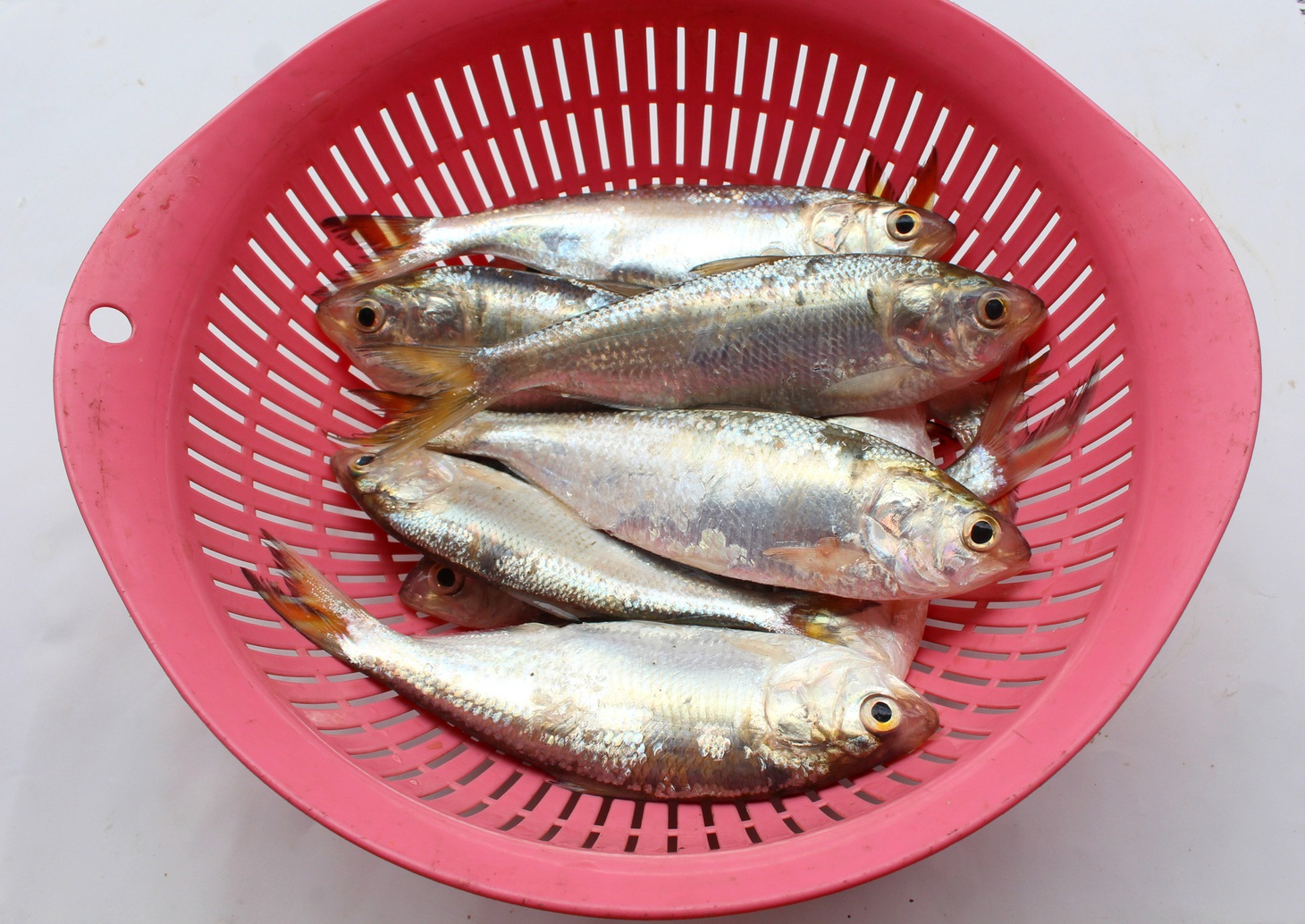Cá mòi hương vị khỏi chê, chiên giòn nhắm rượu là mê ly liền - Ảnh 2.