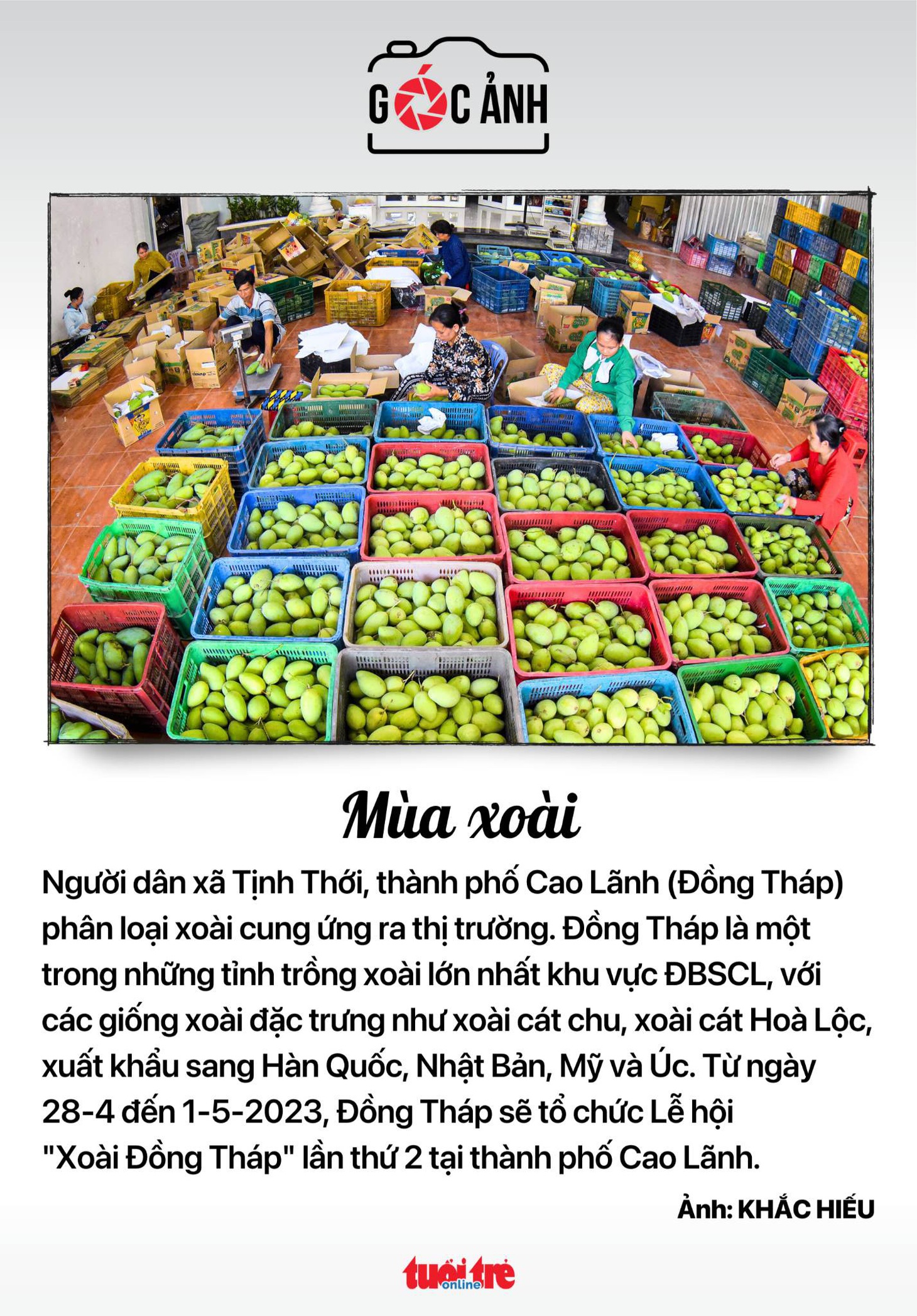 Mùa xoài ở xã Tịnh Thới, thành phố Cao Lãnh, tỉnh Đồng Tháp