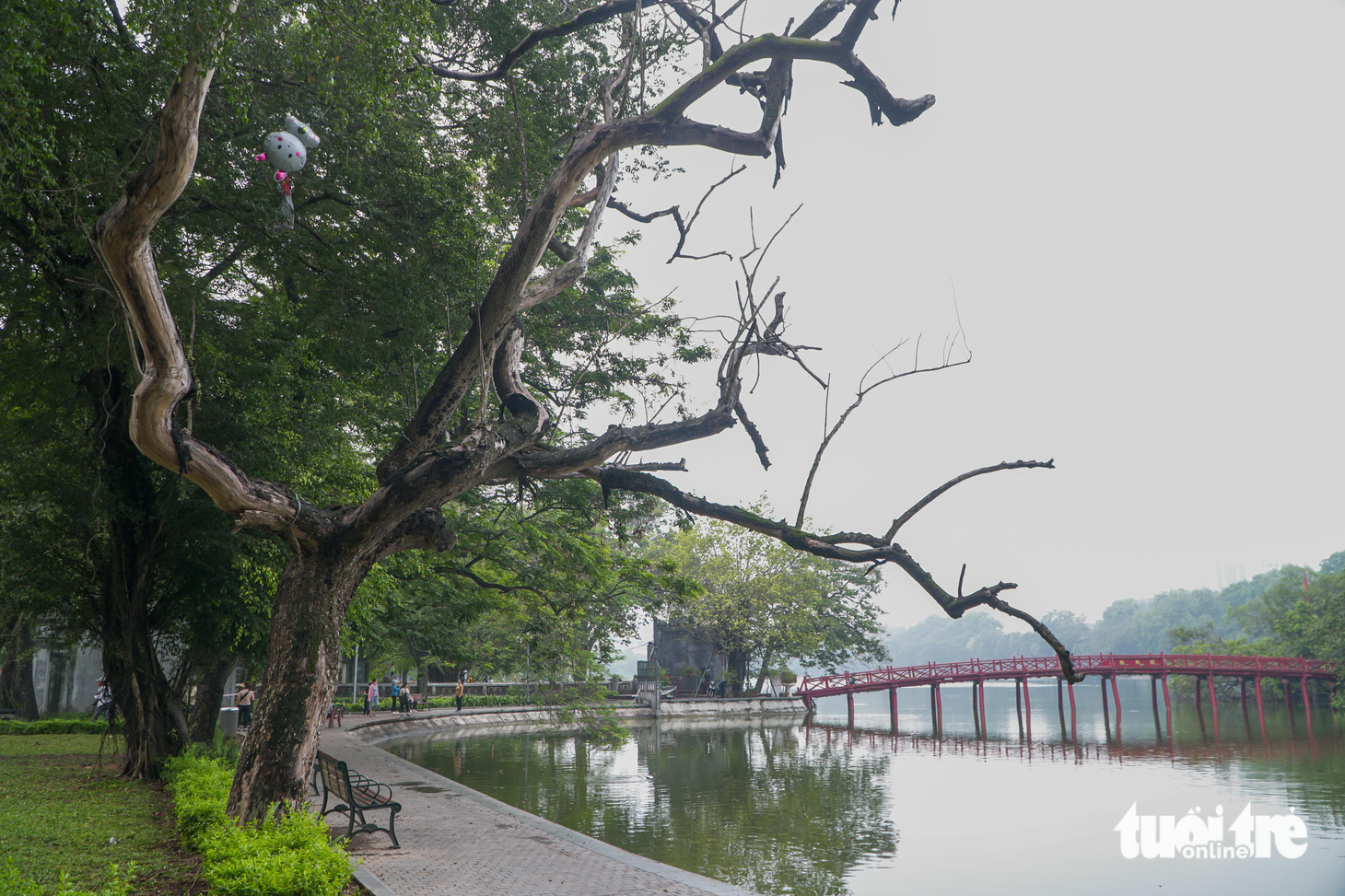 Chặt hạ và đấu giá ba cây sưa đỏ ở hồ Gươm - Ảnh 1.