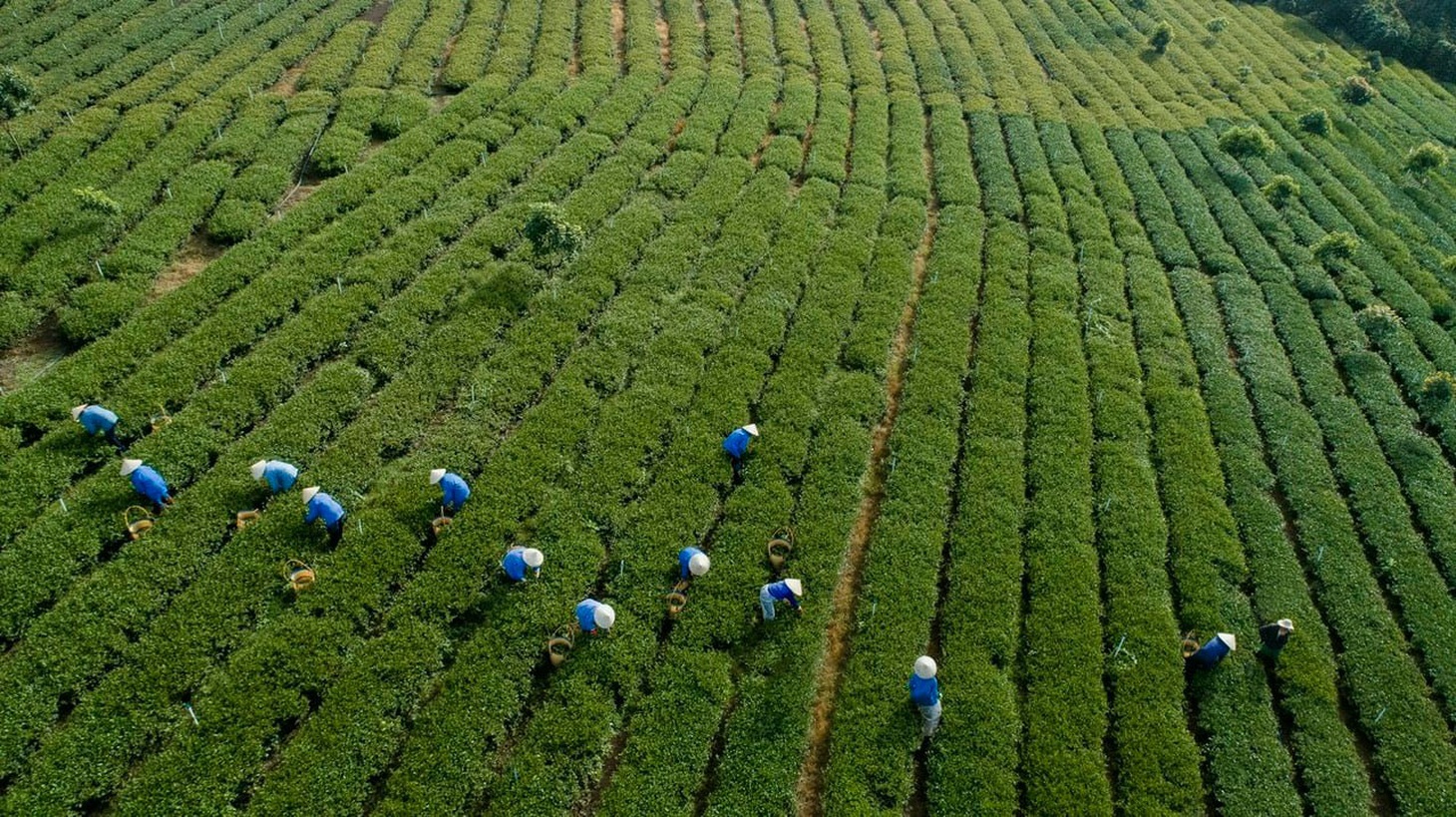 Đồi trà của công ty Haiyih ở Cầu Đất, Đà Lạt - Ảnh: HAIYIH