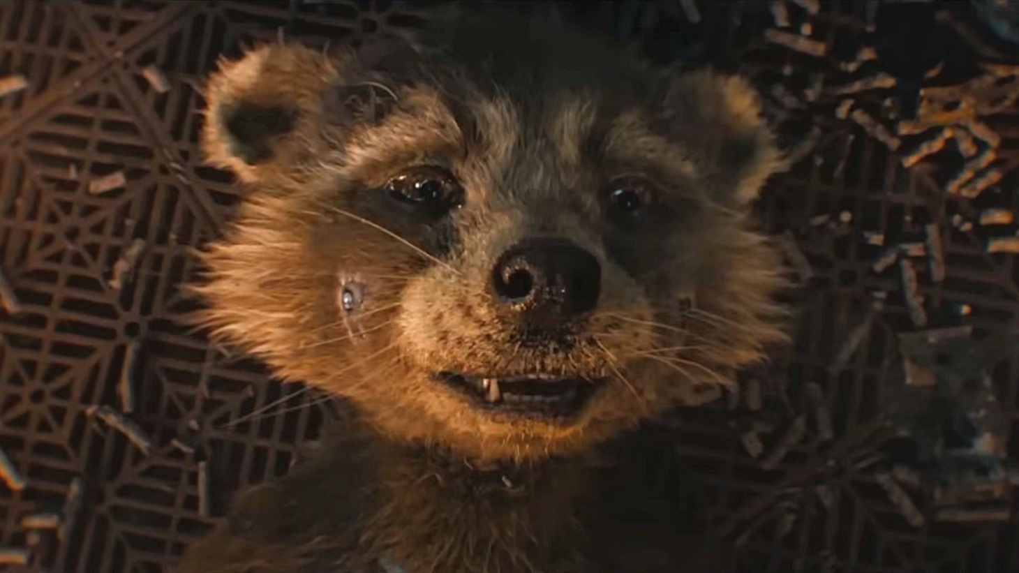 Guardians of the Galaxy 3 khiến người yêu động vật khóc giàn giụa - Ảnh 1.