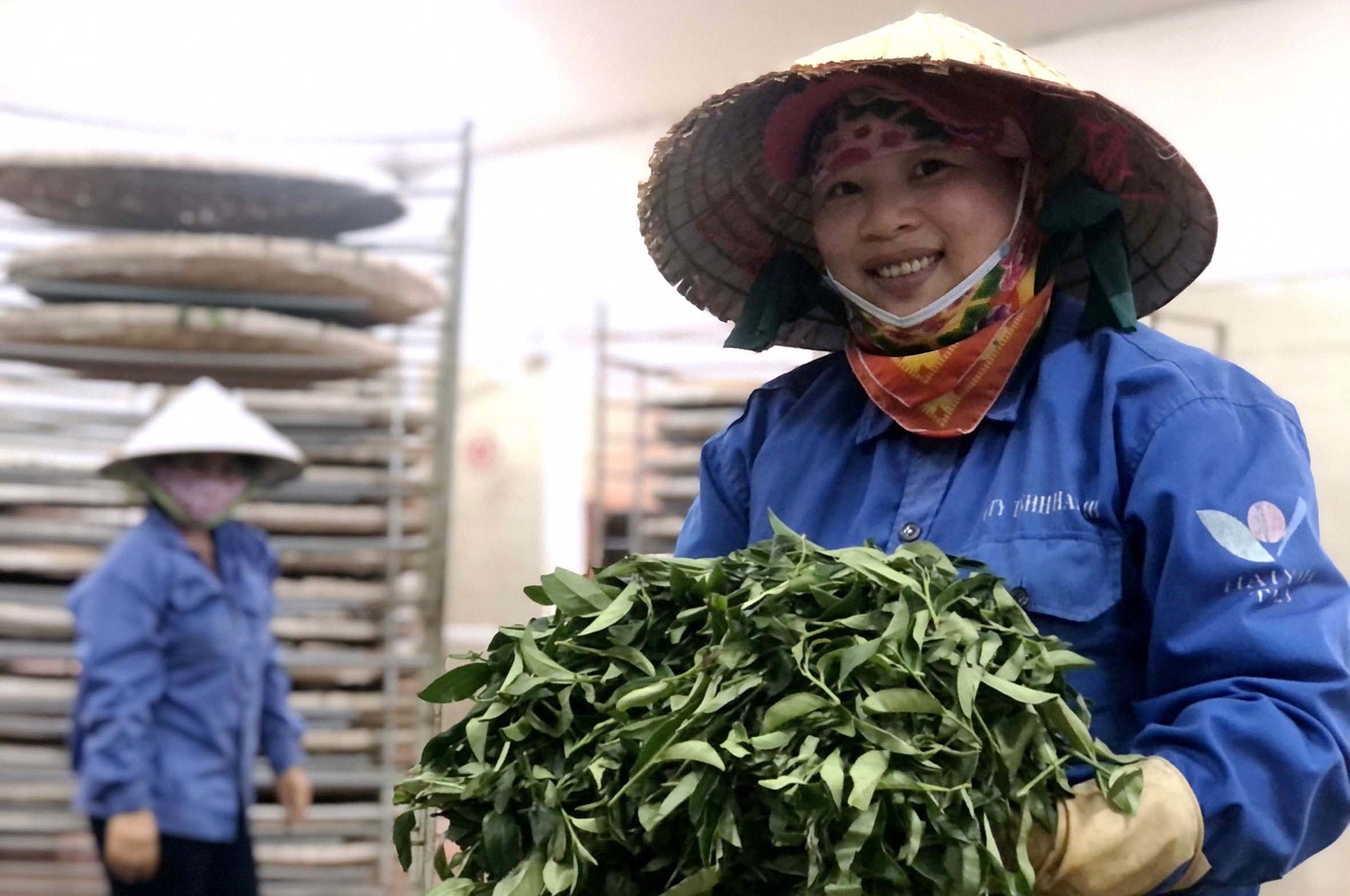 Chuẩn bị trà để sấy lạnh tại nhà máy trà Hayih ở Cầu Đất - Ảnh: HỒNG VÂN