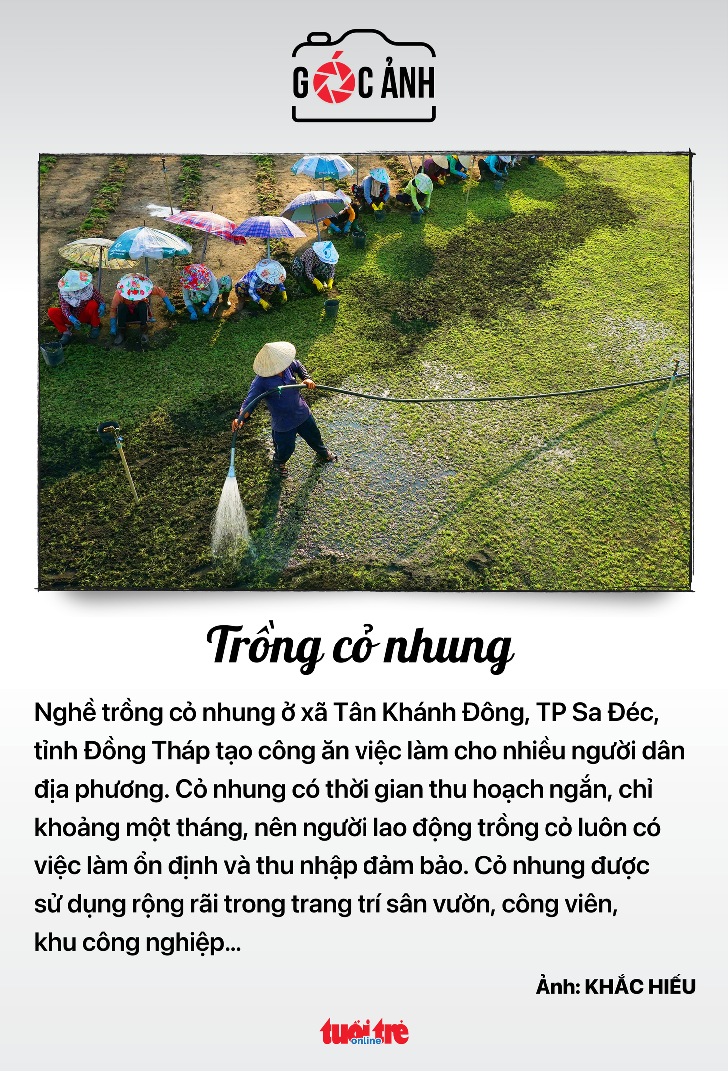 Trồng cỏ nhung - Ảnh: KHẮC HIẾU
