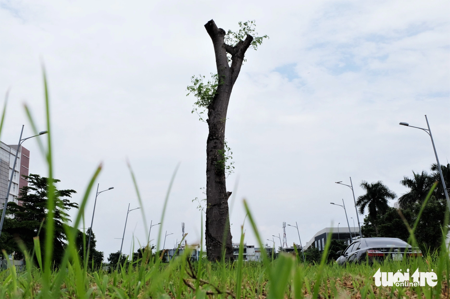 Một cây phượng trơ thân và chỉ có vài lộc non mới mọc lại - Ảnh: PHƯƠNG NHI
