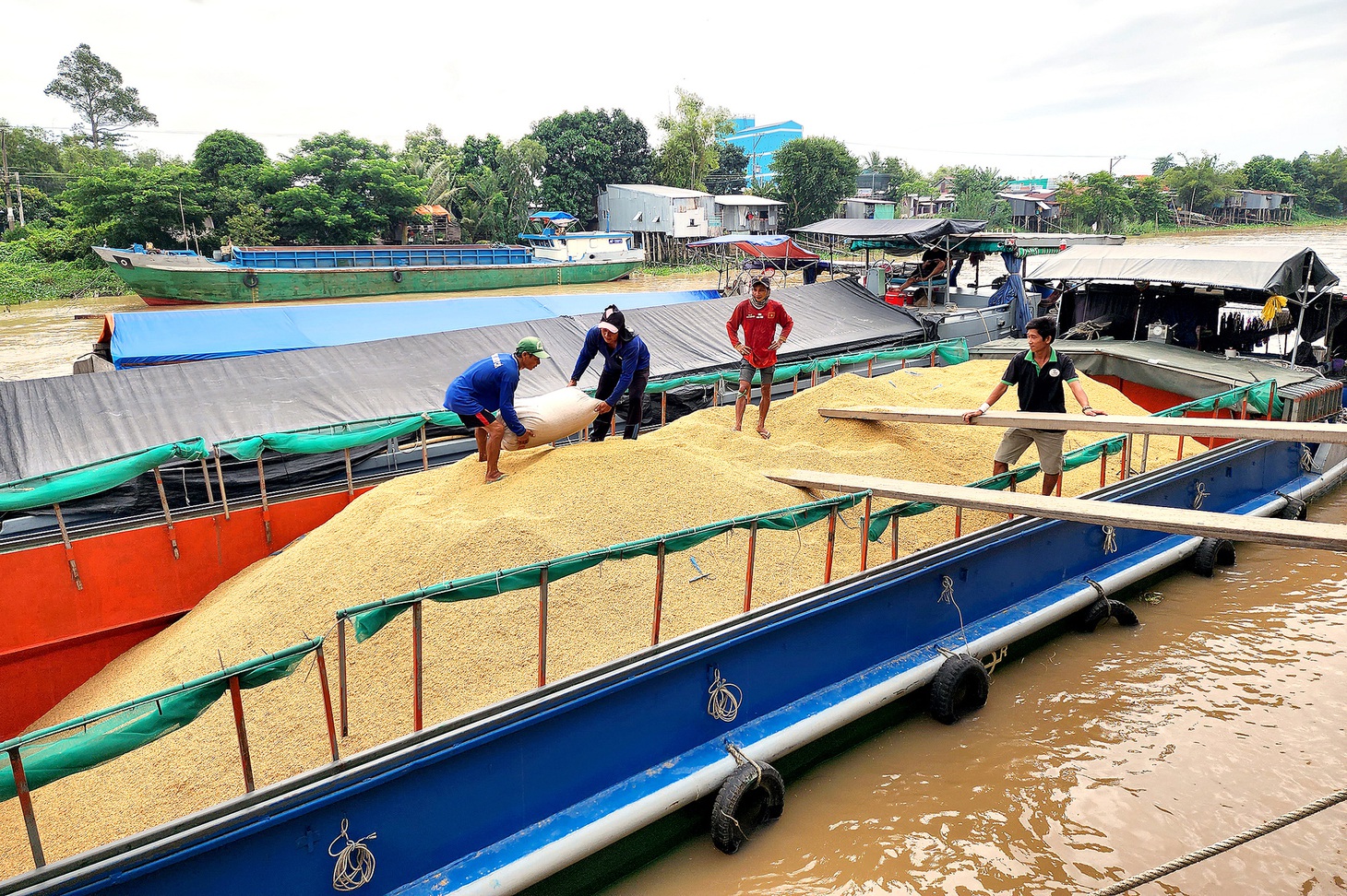 Nông dân huyện Châu Phú (An Giang) đưa lúa ra cặp sông Hậu để bán cho thương lái - Ảnh: BỬU ĐẤU