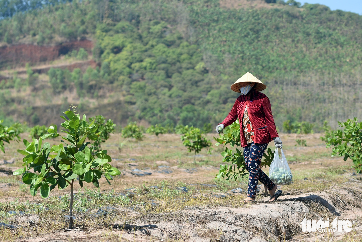 Một khu đất người dân bỏ mía chuyển sang trồng điều ở xã Gia Canh, huyện Định Quán - Ảnh: A LỘC