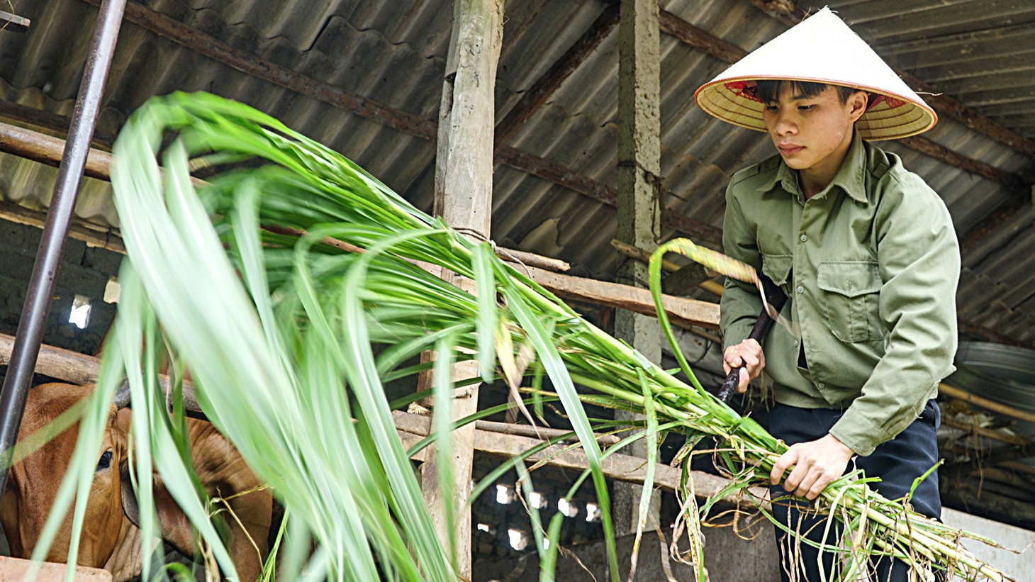 Ngoài thời gian đi học, làm thêm, Phượng tự tay chăm mảnh vườn trồng cỏ nuôi con bò giống trong nhà - Ảnh: NGUYỄN HIỀN