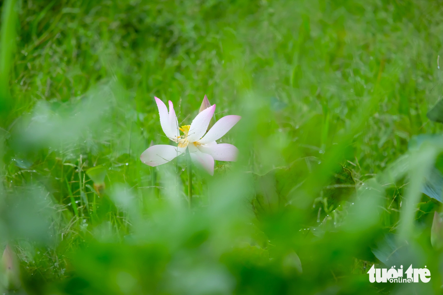 Theo người dân địa phương, sen trên đường Nguyễn Văn Linh (đoạn qua xã An Phú Tây, huyện Bình Chánh) đã được trồng từ nhiều năm trước