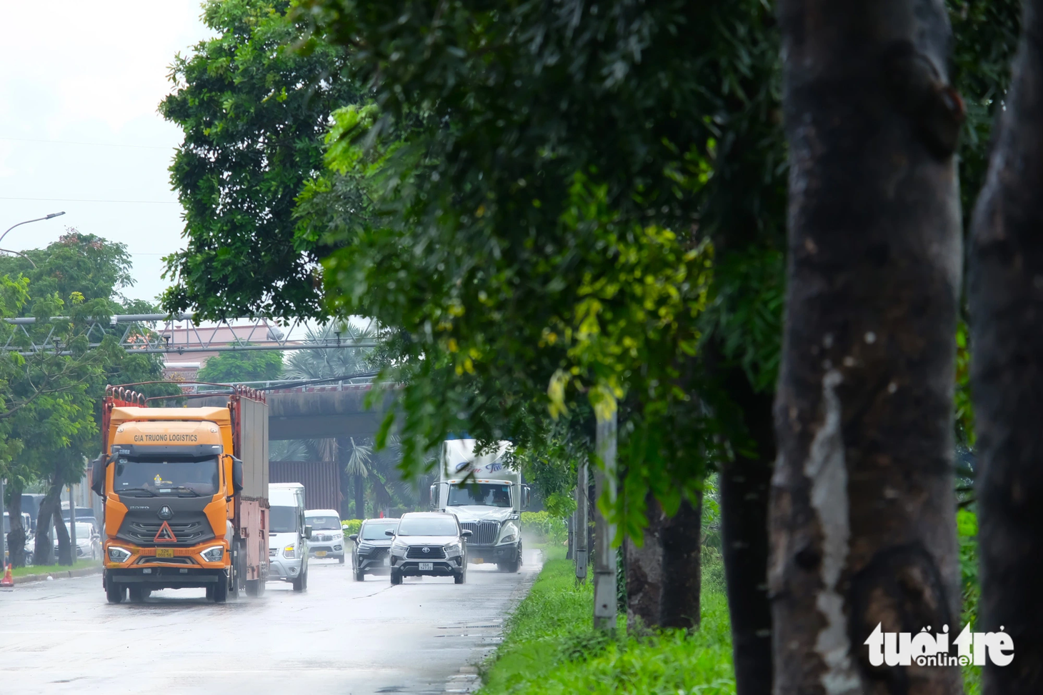 Trên đường Nguyễn Văn Linh, dải phân cách đang được trồng cây xanh cao lớn, tán cây sum sê