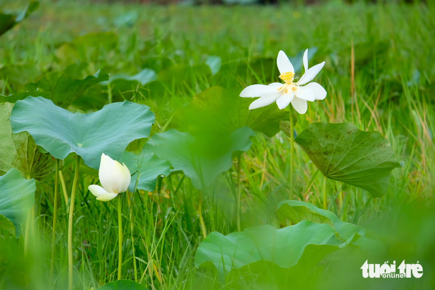 Sen là loài hoa rất được lòng người dân Việt Nam. Huyện Bình Chánh kỳ vọng việc trồng sen trên đường Nguyễn Văn Linh sẽ tạo một điểm đến mới để người dân check-in, chụp ảnh