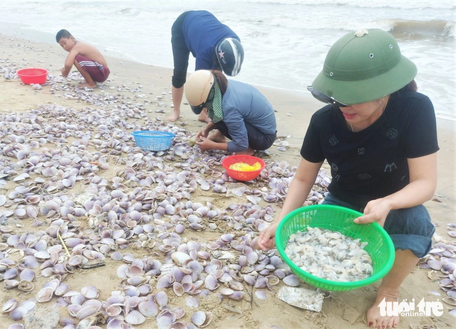 Ngao tím dạt vào bờ có ngao sống lẫn ngao đã chết chỉ còn vỏ bị trộn lẫn với cát. Người dân ở xã Cẩm Nhượng phát hiện đã tập trung thành nhóm nhặt ngao sống rửa sạch để đưa về chế biến món ăn hoặc đem bán.
