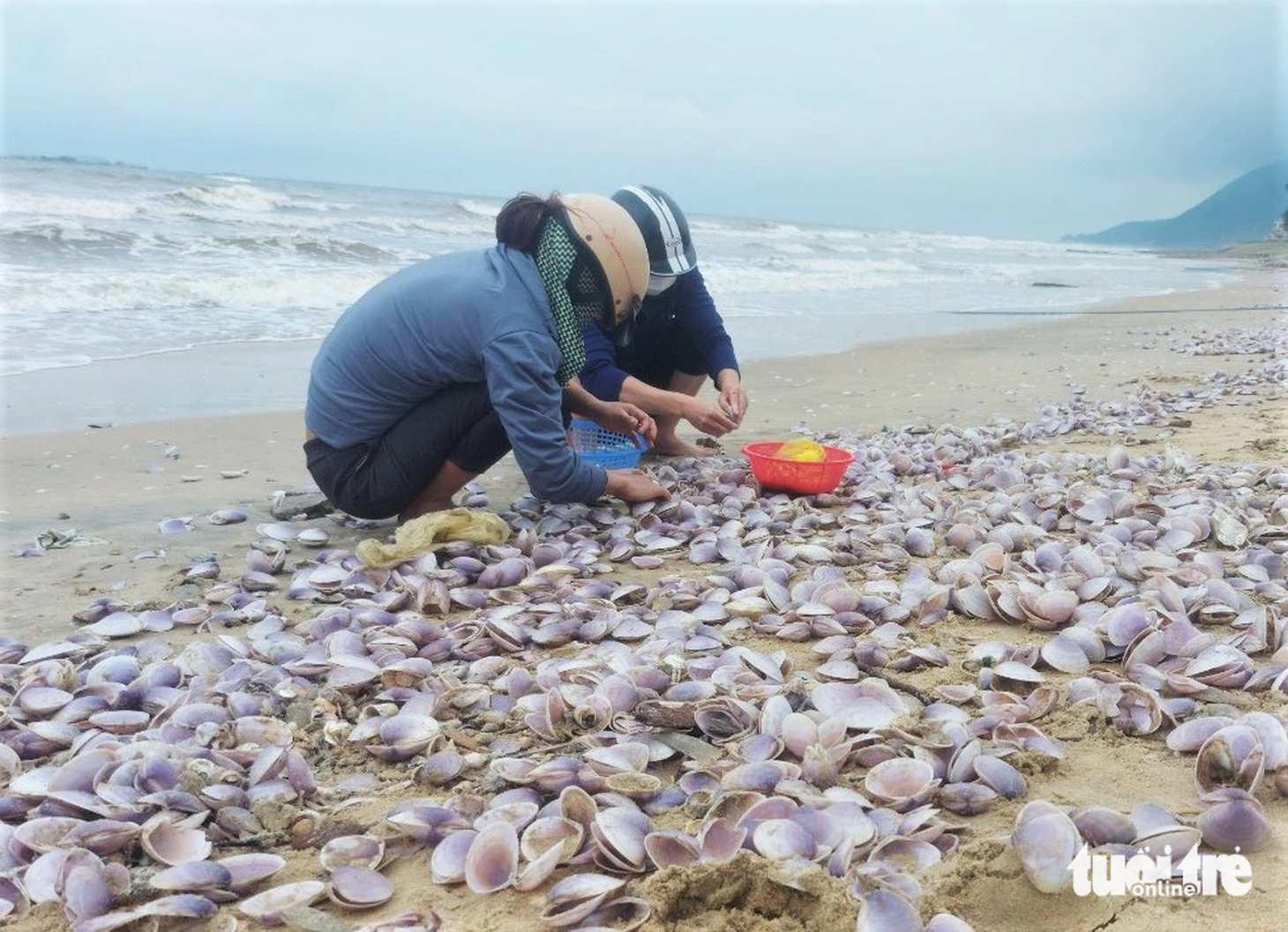 Một người dân ngụ tại xã Cẩm Nhượng tham gia nhặt ngao trên bờ biển cho biết những ngày qua ngoài biển có sóng lớn dẫn đến các loài nhuyễn thể sống dưới lớp cát ở biển bị sóng đánh dạt vào bờ. Hằng năm dọc bờ biển địa phương ghi nhận loài sò lông bị sóng biển đánh dạt vào bờ nhưng năm nay thì xuất hiện loài ngao có vỏ màu tím này.