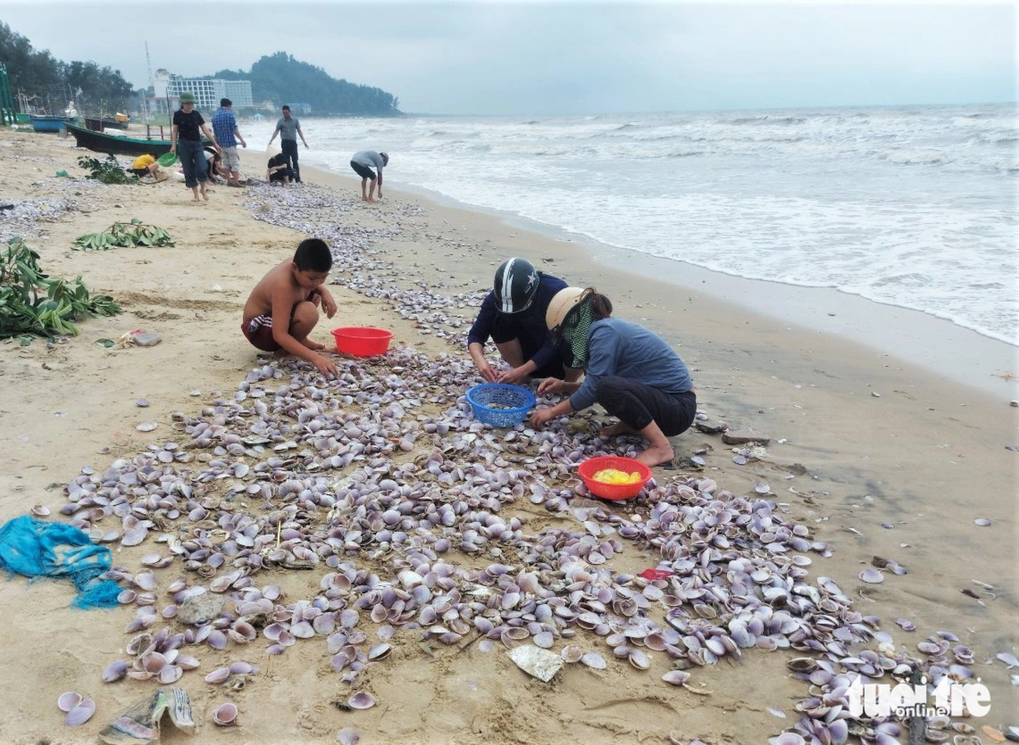 Hiện tượng ngao tím dạt vào bờ xuất hiện khoảng một tuần trở lại đây. Nhiều ngày qua rất đông người dân ra bờ biển tham gia nhặt ngao, có người mỗi ngày nhặt được 20kg ruột ngao. Đây là lần đầu tiên loài ngao màu tím này xuất hiện tại khu vực bờ biển của xã Cẩm Nhượng.
