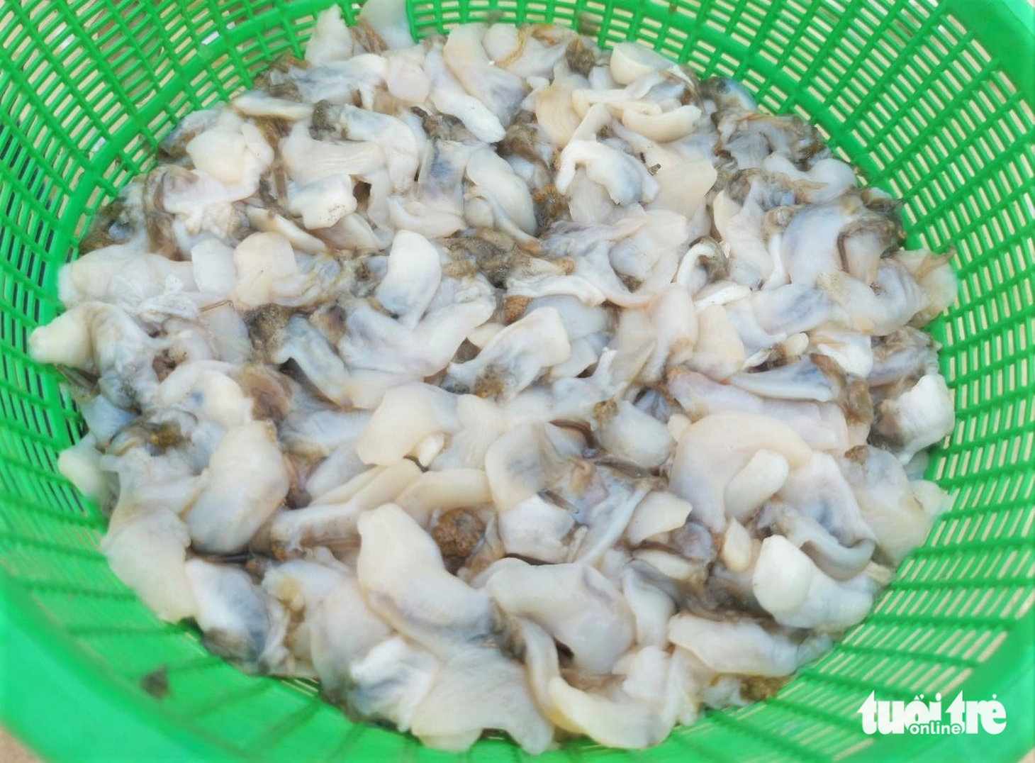 Ngao là một loài nhuyễn thể thường phân bố trên các bãi triều, trong các eo vịnh có đáy cát pha bùn, nơi ít sóng gió và có lượng nước ngọt nhất định chảy vào. Ở Hà Tĩnh ngao được người dân nuôi, phân bố nhiều ở dọc bãi biển huyện Lộc Hà, huyện Thạch Hà. Hằng năm vào vụ thu hoạch ngao có giá dao động 20.000 - 25.000 đồng/kg.