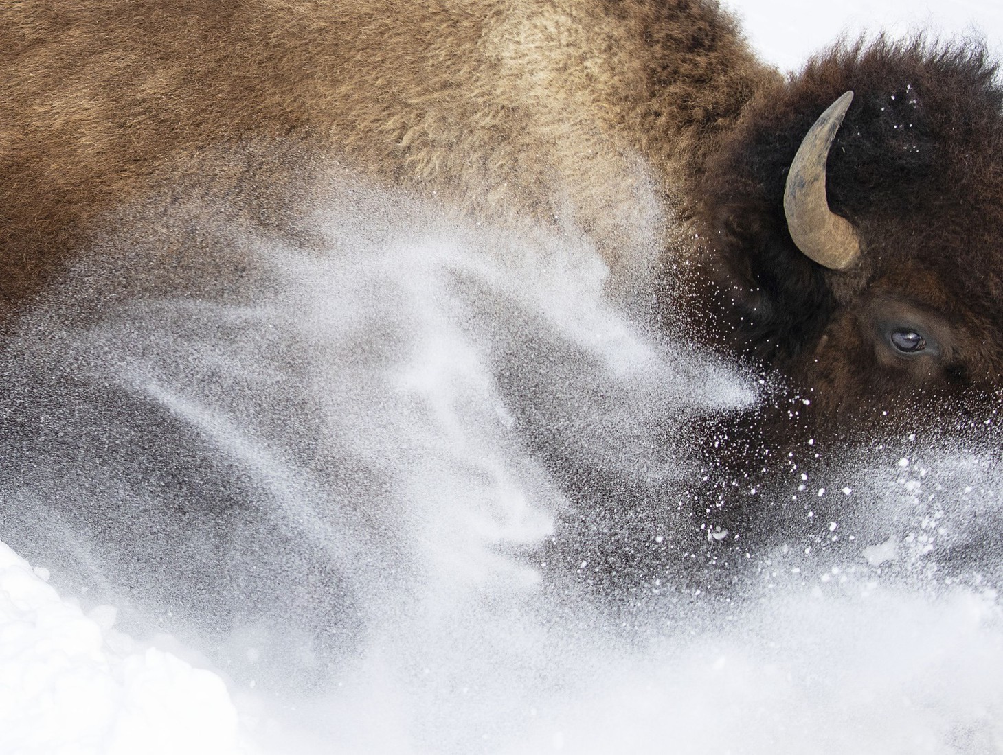 Chú bò bison "ngập" trong tuyết tại Vườn quốc gia Yellowstone, Mỹ. Bức ảnh được đánh giá cao trong hạng mục Chân dung động vật - Ảnh: MAX WAUGH