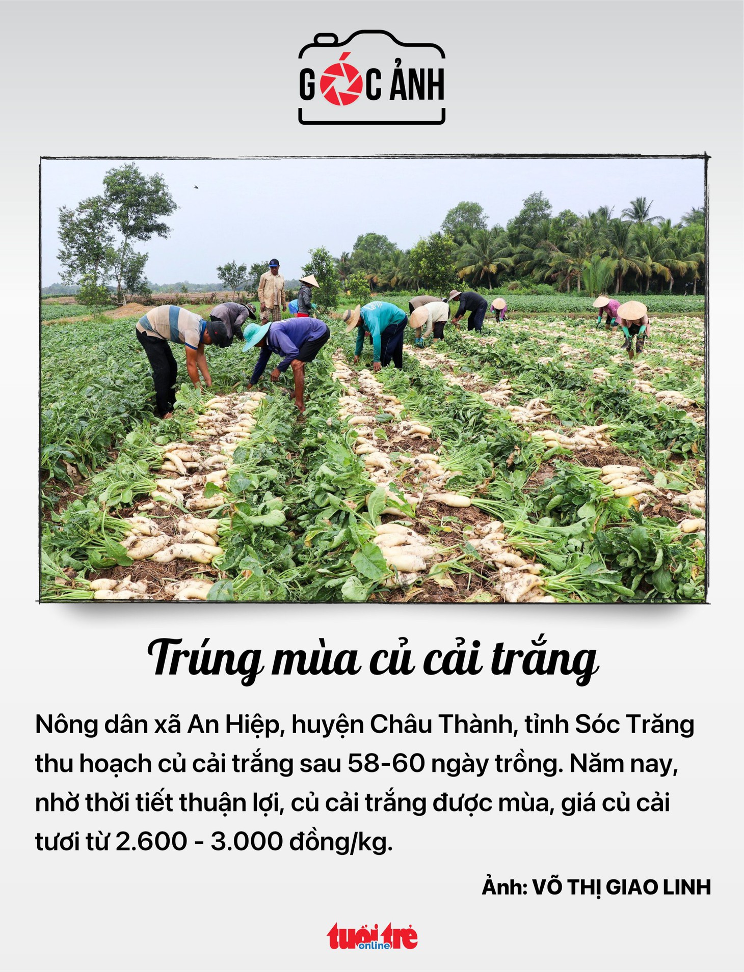 Trúng mùa củ cải trắng - Ảnh: VÕ THỊ GIAO LINH