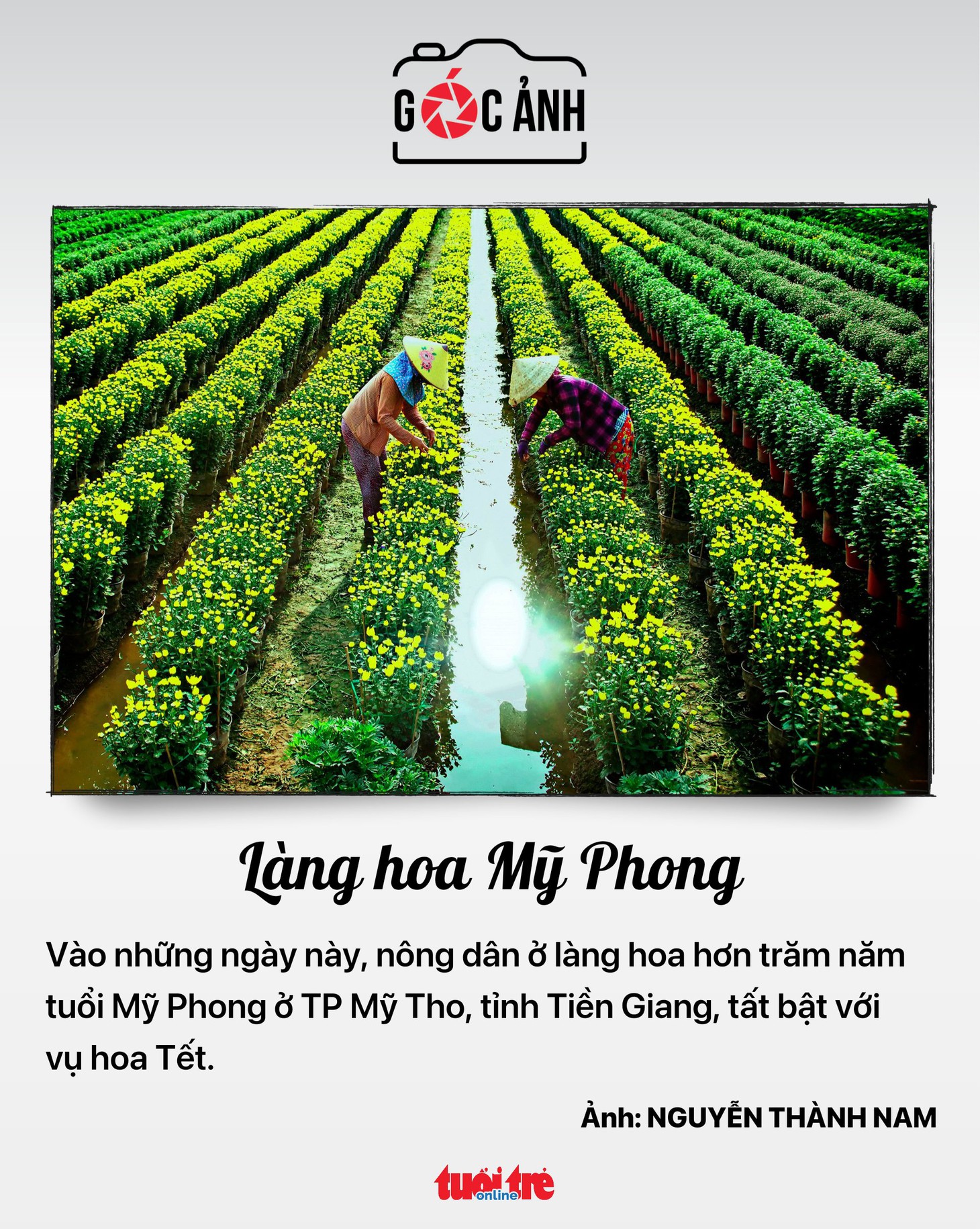 Làng hoa Mỹ Phong - Ảnh: NGUYỄN THÀNH NAM