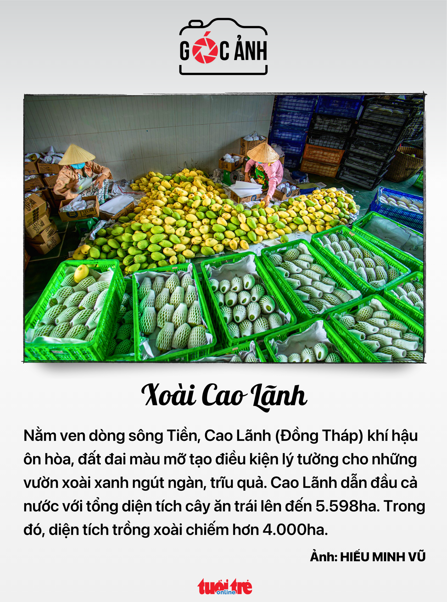 Xoài Cao Lãnh - Ảnh: HIẾU MINH VŨ