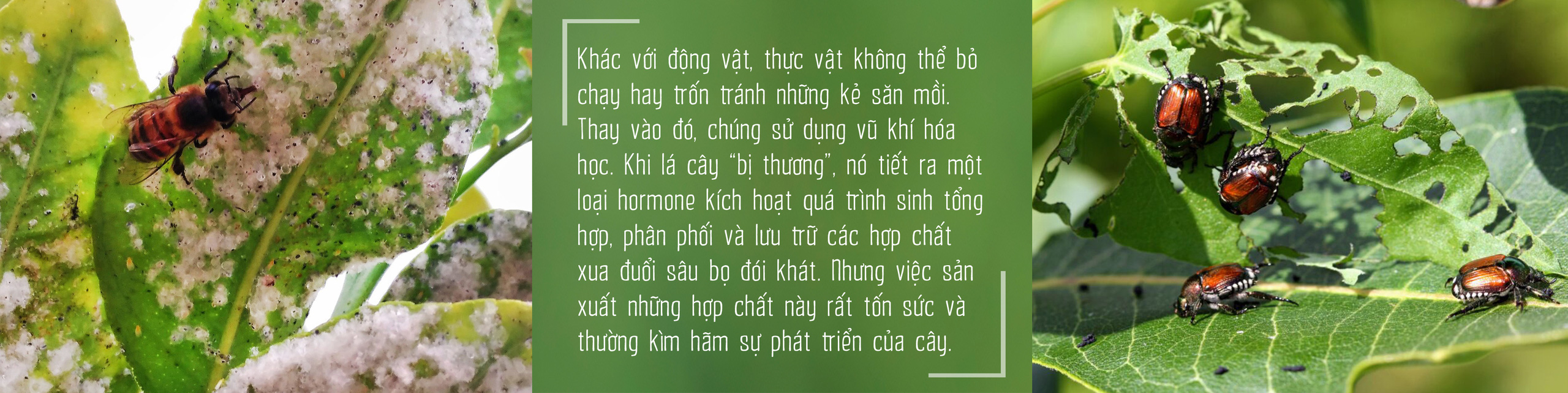 Côn trùng và tam tai của cỏ cây - Ảnh 12.