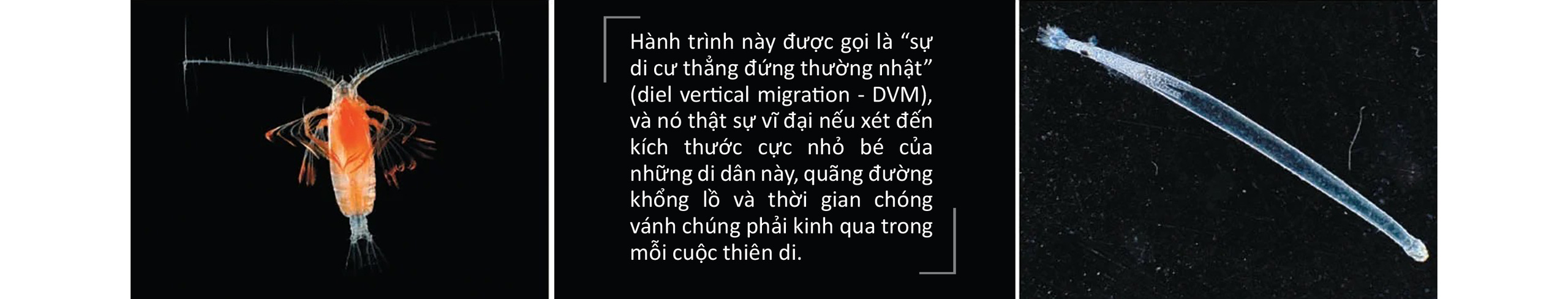 Hành trình bơi lên vào ban đêm rồi rút lui khi trời sáng - Ảnh 2.