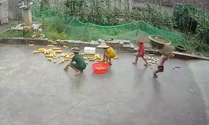 4 đứa trẻ ở nhà dọn ngô chạy trời mưa giúp ông bà