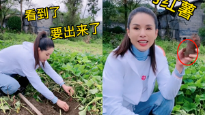 ‘Tiểu Long Nữ' Lý Nhược Đồng chăn bò, đào khoai