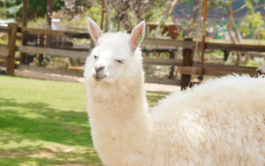 4 chú lạc đà Alpaca ở Đà Lạt chết đột ngột  khiến cư dân mạng bàng hoàng