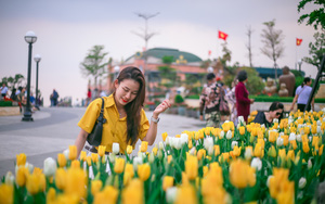 Ngắm hoa tulip nở rộ trên núi Bà Đen