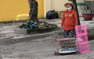 Chim phóng sinh bày bán trước nhiều cổng chùa ở Vũng Tàu