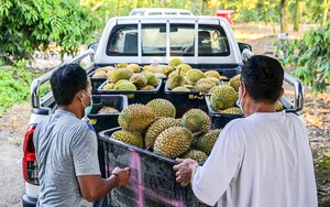 Trồng sầu riêng ở Lào mang về lãi cao cho Cao su Đắk Lắk - Ảnh 2.