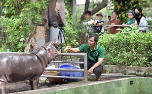 Thảo cầm viên Sài Gòn bác thông tin lấy mèo hoang nuôi cá sấu - Ảnh 2.