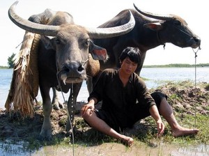 Điểm 5 cho Mùa len trâu