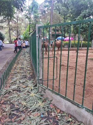 Chuyện “ngược đãi” ở Thảo cầm viên