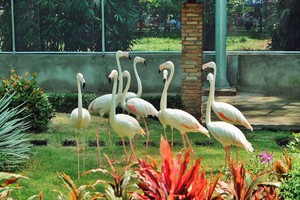 Thảo cầm viên Sài Gòn mở cửa khu vui chơi mới