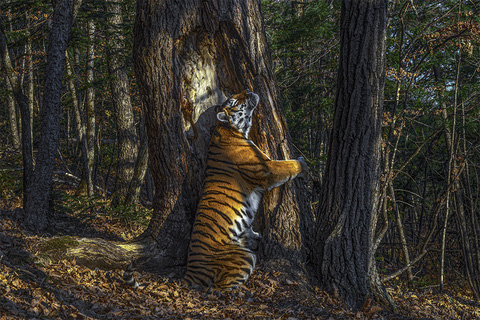 Hình ảnh động vật con hổ vằn dũng mãnh-imagestock-0376