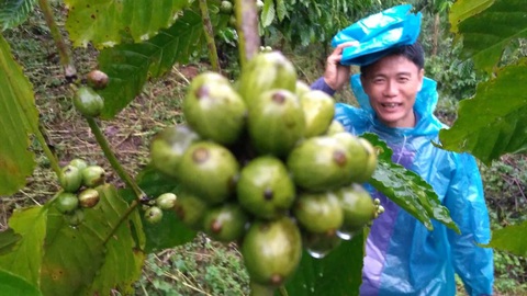 Hạt Cà Phê Robusta – Niềm Tự Hào Việt Nam - Hương Vị Đậm Đà