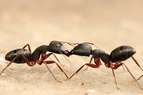 Những con kiến đi giật lùi về tổ, chúng đã làm điều đó bằng cách nào?