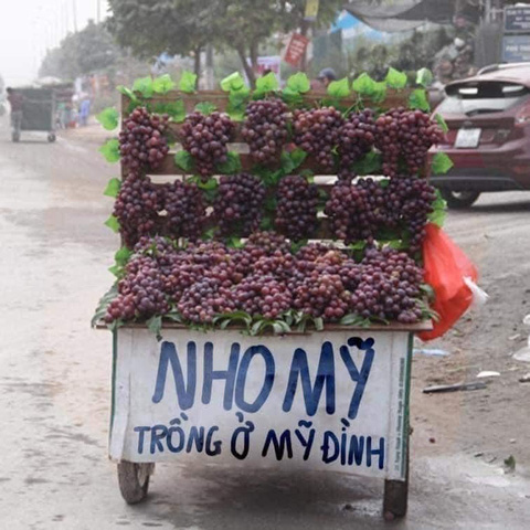 Nho Mỹ Trồng Ở Mỹ Đình