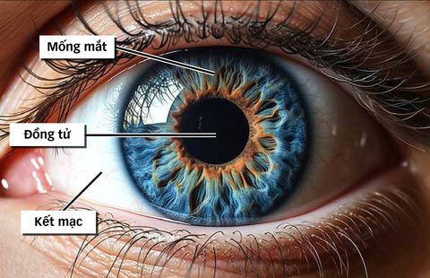 Vì sao mống mắt được thu thập làm dữ liệu căn cước? Tân Thế Kỷ| TTK NEWS