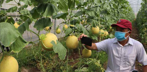 Trang trại ứng dụng công nghệ cao trồng dưa lưới trong nhà màng tại huyện Xuân Lộc - Ảnh: B.Nguyên