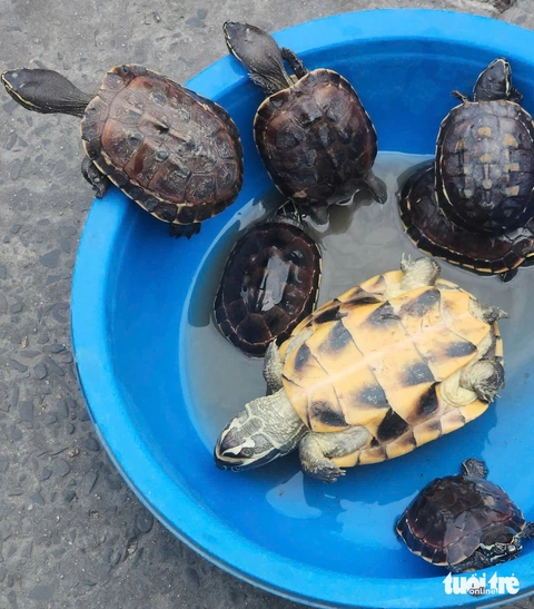 Công khai chào bán 11 con rùa quý hiếm tại vỉa hè đường Tân Kỳ Tân Quý ...