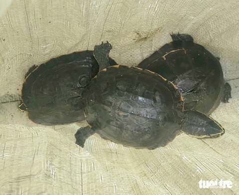 Công khai chào bán 11 con rùa quý hiếm tại vỉa hè đường Tân Kỳ Tân Quý ...