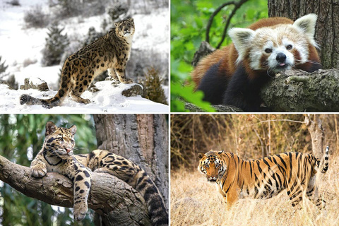 Nghiên cứu ghi nhận các động vật sống tốt nhất ở 20 độ C - Ảnh: WILDLIFE DIARIES