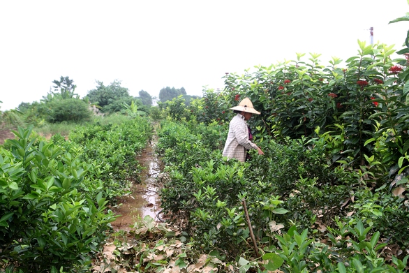 Nước lũ nhấn chìm nhà cửa, vườn tược vùng bãi sông Hồng - Ảnh 4. Nước lũ nhấn chìm nhà cửa, vườn tược vùng bãi sông Hồng - Ảnh 4.