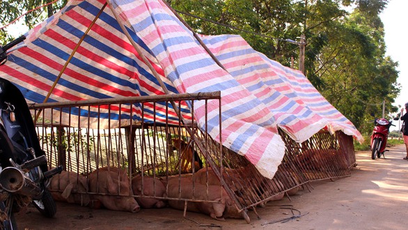 Hà Nội: Đê lở, nước hồi hương ngập trắng - Ảnh 11. Hà Nội: Đê lở, nước hồi hương ngập trắng - Ảnh 11.