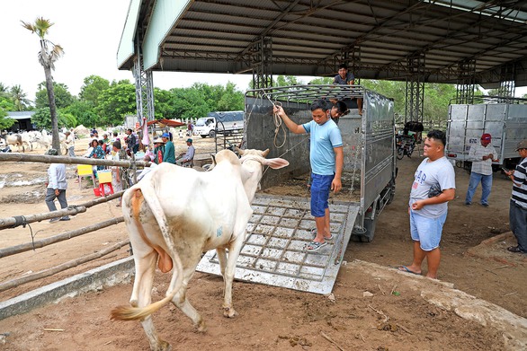 Về An Giang coi chợ bò mùa nước nổi - Ảnh 9. Về An Giang coi chợ bò mùa nước nổi - Ảnh 9.