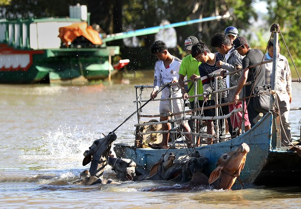 Về An Giang coi chợ bò mùa nước nổi - Ảnh 1. Về An Giang coi chợ bò mùa nước nổi - Ảnh 1.